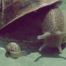 당하농장 이미지