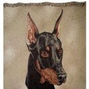 애견이야기 이미지