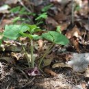 금오족도리풀Asarum patens (Yamaki)Y.N.Lee ex B.U.Oh, D.G.Jo, K.S.Kim &amp; C.G.Jang 이미지