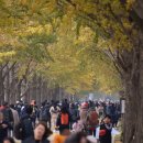 곡교천 은행나무길 이미지