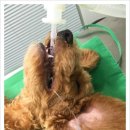 닥터김 동물병원 이미지