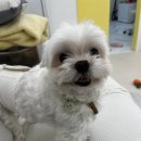 가정 펫 살롱 네이버블로그