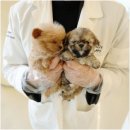 대구강아지분양 홍스퍼피 이미지