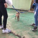 펫콜 이미지