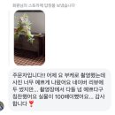 [서울꽃집/홍대꽃집/웨딩꽃/웨딩촬영꽃]합정역 은촌플라워*안개꽃 마가렛 부케*
