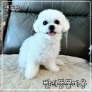 캣독방 네이버블로그