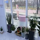 59쌀피자용인 이미지