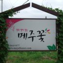 메주꽃이랑 이미지