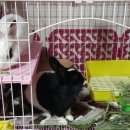 원칸통상 이미지