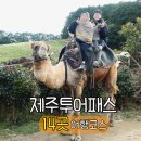 11650-14-48-1 | 제주투어패스 코스 14곳 72시간 사용후기 (약 30만원 절약)