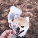 고라운드