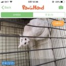 시루냥
