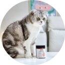 괜찮아바비 | 6묘 집사의 고양이알러지 극복 후기 - 프롬벳 데일리 클리어