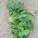 해오름 농산물 이미지