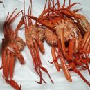 고가네영덕대게 이미지