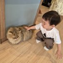 평택 아기랑 갈만한 곳 고양이 카페 삼층고양이카페 후기