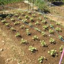 서해5농장 이미지