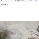 몽통구리 | 강릉 동물병원 주주동물병원 내돈내산 리뷰 (긴 글 주의)