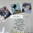 [어바웃스튜디오] 반려동물 포토카드 주문 제작 후기/ 메탈 포카 차량용 사진 걸이로도 추천