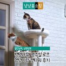 몽실몽실 | 멍냥이랑 몽실몽실 구름 캣타워 후기 원목 대형 캣타워