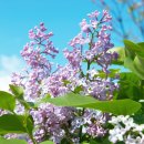 라일락 이미지
