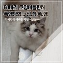 대자커뮤니케이션 | 명동 캣카페 고양이 카페에서 냥냥한 시간 보내기! 고양이놀이터 어떤데!