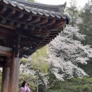 경주 벚꽃 명소 흥무로 황룡원 보문정 대릉원 벚꽃투어 코스 후기
