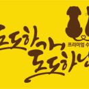 도도하개 이미지