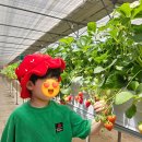 빨간산농장 | 주말 나들이 추천 🍓 산모퉁이딸기농장 + 키즈존까지 완벽👍