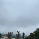 텐타우스 이미지