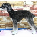 강아지세상 이미지