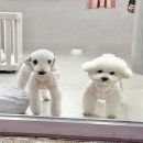 할로훈트 이미지