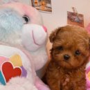 마이도그샵 이미지