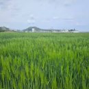 센텀시티교차로 교통섬(1) - APEC나루공원 앞 | 부산 청보리밭 가볼만한곳 베스트 10 봄나들이 인생샷 명소와 바다 전망이 아름다운 숨겨진 산책 코스...
