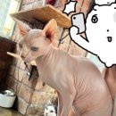 냐옹냐옹고양이카페 이미지