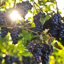 송호하나농장 이미지