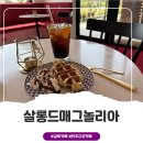 살롱드매그놀리아