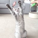 키티사우러스와 크언니 덕분에 이미지