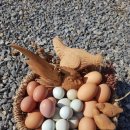 안전농장 이미지