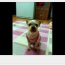 우리족발 이미지