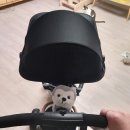 옥스퍼드어린이집 | [내돈내산후기] 20개월 아기 삼천리 자전거 샘트라이크 200 사용 후기 어린이집 등 하원🥰