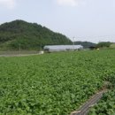 산채마을