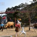 솔향공원 소나무전시관 이미지