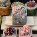 로맨스 다육 이미지