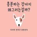피피독 이미지