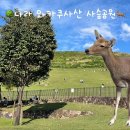 오사카 여행 나라공원 보다 한적하고 예쁜 와카쿠사산 사슴공원