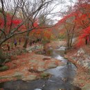 제 550차 정읍 내장산 정기산행(23.11.4) 이미지