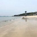 대천해수욕장 개장 강아지 산책 애견동반 놀거리