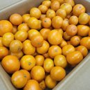 고남농장 | 제주도 감귤 추천 : 고남매농장