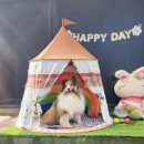 봉글봉글 | [경기] 경기광주애견호텔 송정동 강아지유치원 애견유치원 호텔링 , 봉글봉글